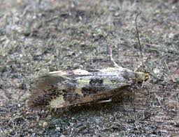 Attēlu rezultāti vaicājumam “Denisia similella”