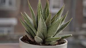 Image result for Haworthia