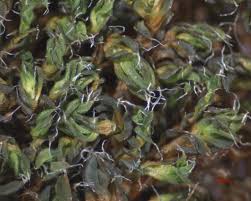 Attēlu rezultāti vaicājumam “Syntrichia virescens”