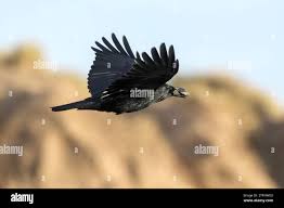 Image result for Merseyside Ravens