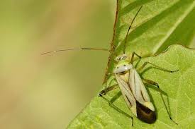 Attēlu rezultāti vaicājumam “Adelphocoris quadripunctatus”