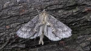 Attēlu rezultāti vaicājumam “Pterostoma palpina”