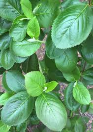 Attēlu rezultāti vaicājumam “Aronia melanocarpa leaf”