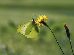 Attēlu rezultāti vaicājumam “Brenthis ino upperside”