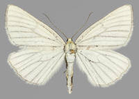 Attēlu rezultāti vaicājumam “Siona lineata”