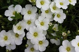 Attēlu rezultāti vaicājumam “Arenaria procera flower”