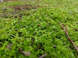 Attēlu rezultāti vaicājumam “Bryum caespiticium”