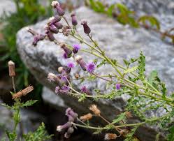 Attēlu rezultāti vaicājumam “Cirsium arvense fruit”