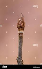 Attēlu rezultāti vaicājumam “Frangula alnus bud”