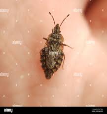 Attēlu rezultāti vaicājumam “Aradus betulae”