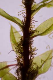 Attēlu rezultāti vaicājumam “Bryum pseudotriquetrum”