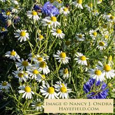 Image result for Matricaria recutita (chamomilla)