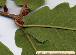 Attēlu rezultāti vaicājumam “Quercus robur Fastigiata leaf”