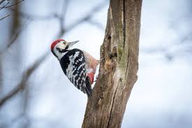 Attēlu rezultāti vaicājumam “Dendrocopos leucotos male”