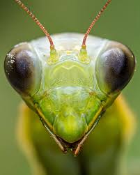 Attēlu rezultāti vaicājumam “Mantis religiosa”