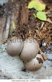 Attēlu rezultāti vaicājumam “Lycogala confusum macro”