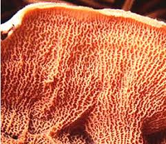 Attēlu rezultāti vaicājumam “Phlebia tremellosa”