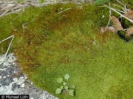 Attēlu rezultāti vaicājumam “Distichium capillaceum”