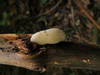 Attēlu rezultāti vaicājumam “Tyromyces chioneus”