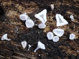 Attēlu rezultāti vaicājumam “Lachnum corticale”