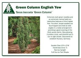 Attēlu rezultāti vaicājumam “Taxus baccata”