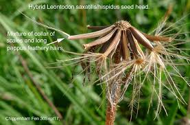 Attēlu rezultāti vaicājumam “Leontodon hispidus fruit”