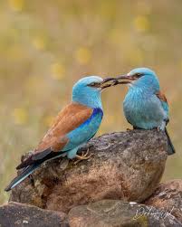 Attēlu rezultāti vaicājumam “Coracias garrulus adult”