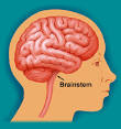 Morphonix - Brain - Brainstem