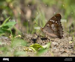 Attēlu rezultāti vaicājumam “Apatura ilia male”