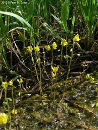 Attēlu rezultāti vaicājumam “Utricularia vulgaris flower”