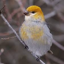 Image result for Pinicola enucleator