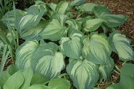Attēlu rezultāti vaicājumam “Hosta sp.”