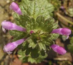 Attēlu rezultāti vaicājumam “Lamium amplexicaule flower”