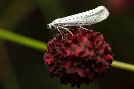 Attēlu rezultāti vaicājumam “Yponomeuta evonymella”