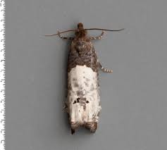 Attēlu rezultāti vaicājumam “Notocelia roborana”