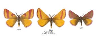 Attēlu rezultāti vaicājumam “Lythria cruentaria”