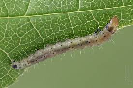 Attēlu rezultāti vaicājumam “Eudemis porphyrana”