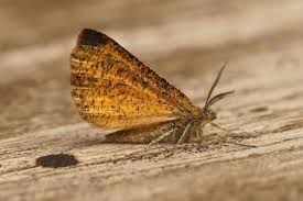 Attēlu rezultāti vaicājumam “Ematurga atomaria”