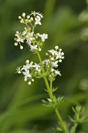 Attēlu rezultāti vaicājumam “Galium album fruit”