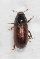 Attēlu rezultāti vaicājumam “Tomicus minor”