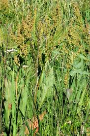 Attēlu rezultāti vaicājumam “Rumex hydrolapathum leaf”