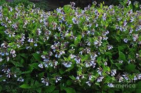 Attēlu rezultāti vaicājumam “Symphytum grandiflorum”