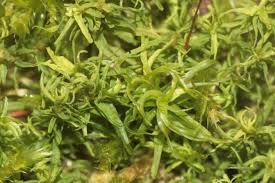 Attēlu rezultāti vaicājumam “Oxystegus tenuirostris”