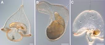 Attēlu rezultāti vaicājumam “Ptilodon capucina larva”