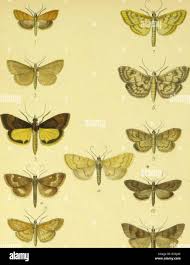 Attēlu rezultāti vaicājumam “Mecyna flavalis”