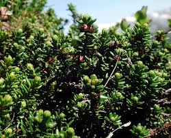 Attēlu rezultāti vaicājumam “Empetrum nigrum”