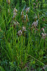 Attēlu rezultāti vaicājumam “Hierochloe odorata flower”