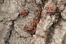 Attēlu rezultāti vaicājumam “Pyrrhocoris apterus”