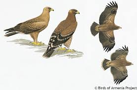 Attēlu rezultāti vaicājumam “Aquila pomarina adult”