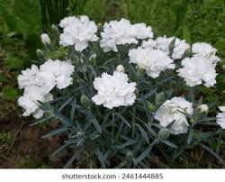 Attēlu rezultāti vaicājumam “Dianthus arenarius bud”
